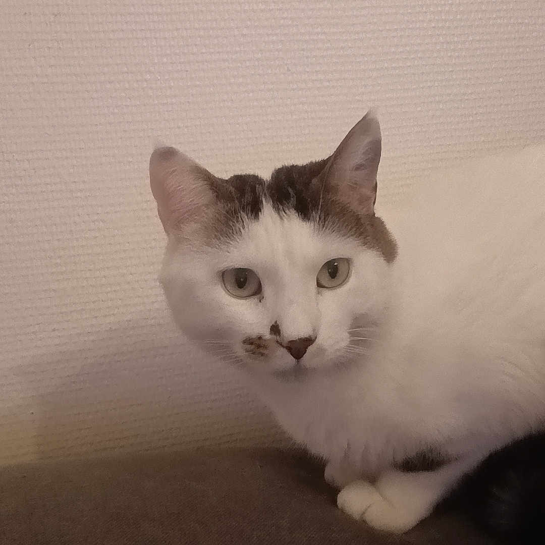 Chaussette participe au concours pour gagner de l'argent avec cette photo : cat, feline, pet, white_fur, tabby, sitting, couch, indoors, portrait, close_up, animal_face, ears, whiskers, green_eyes, paws, tail, soft_furnishings, home, calm, photography