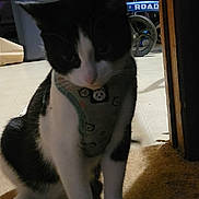 Tish Deherrera is registered to the contest to win money with this photo: cat, black_and_white, harness, indoor, floor, doorway, cooler, wheelchair, pet, animal, sitting, fur, whiskers, paw, cute, domestic, feline, shadow, background, household