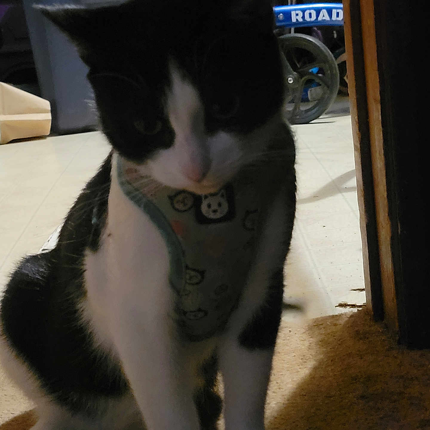Tish Deherrera is registered to the contest to win money with this photo: animal, background, black_and_white, cat, cooler, cute, domestic, doorway, feline, floor, fur, harness, household, indoor, paw, pet, shadow, sitting, wheelchair, whiskers