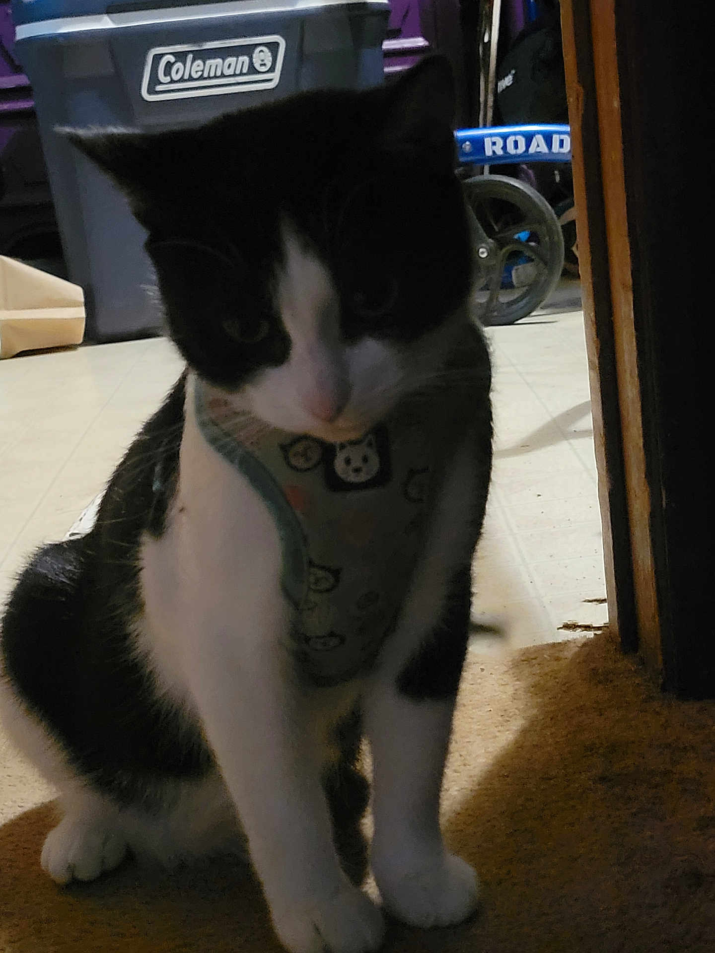 Tish Deherrera is registered to the contest to win money with this photo: cat, black_and_white, harness, indoor, floor, doorway, cooler, wheelchair, pet, animal, sitting, fur, whiskers, paw, cute, domestic, feline, shadow, background, household