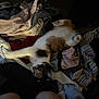Cleo is registered to the contest to win money with this photo: cat, calico, clothes, pile, messy, indoor, floor, striped, fabric, human_legs, pet, playful, relaxed, dim_lighting, soft_texture, domestic, animal, curious, resting, casual
