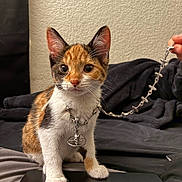 Cleo joined the competition — help win amazing prizes! kitten, calico, cat, necklace, silver, skull, chain, hand, black_surface, bed, blanket, wall, fur, whiskers, ears, eyes, paws, indoor, cute, pet