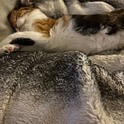Cleo joined the competition — help win amazing prizes! animal, blanket, calico_cat, cat, closeup, comfort, cozy, feline, fur, home, indoor, paw, pet, quiet, relaxation, resting, sleeping, soft_texture, warm, whiskers