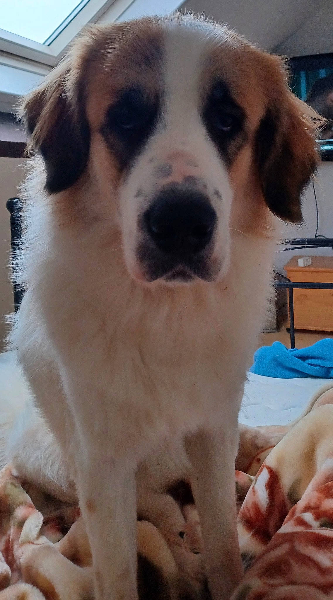 Stella a rejoint le concours — aidez-le/la à gagner de superbes lots ! ancient_dog_breeds, carnivore, comfort, companion_dog, dog, dog_breed, fur, giant_dog_breed, mammal, moscow_watchdog, puppy, st_bernard, vertebrate, whiskers, working_animal, working_dog