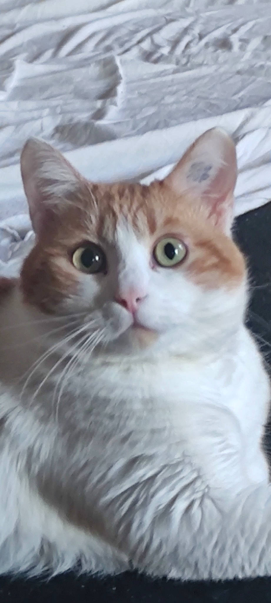 Rouxy a rejoint le concours — aidez-le/la à gagner de superbes lots ! carnivore, cat, domestic_short_haired_cat, door, felidae, fur, iris, paw, photo_caption, small_to_medium_sized_cats, snout, whiskers, window