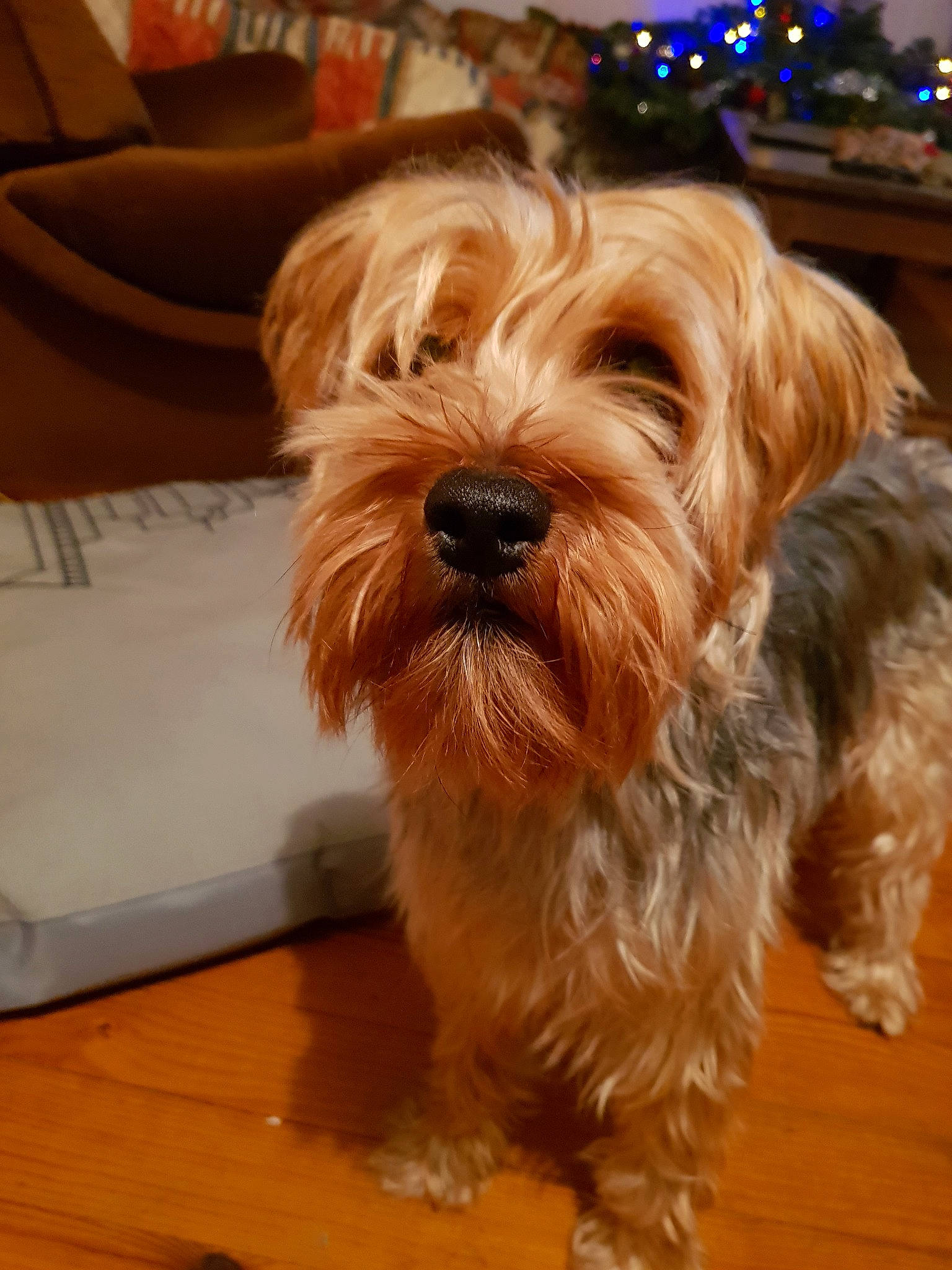Rubis participe au concours pour gagner de l'argent avec cette photo : australian_silky_terrier, australian_terrier, biewer_terrier, canidae, carnivore, companion_dog, dog, dog_breed, dutch_smoushond, glen_of_imaal_terrier, mammal, morkie, norfolk_terrier, schnoodle, small_terrier, snout, sporting_lucas_terrier, terrier, vertebrate, yorkshire_terrier