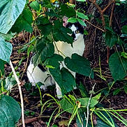 Louie joined the competition — help win amazing prizes! cat, black_and_white_cat, leaves, greenery, tree_trunk, forest_floor, outdoor, nature, animal, feline, camouflage, plant, foliage, branch, wildlife, curious, pet, mammal, hidden, stealth