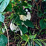 cat, black_and_white_cat, leaves, greenery, tree_trunk, forest_floor, outdoor, nature, animal, feline, camouflage, plant, foliage, branch, wildlife, curious, pet, mammal, hidden, stealth