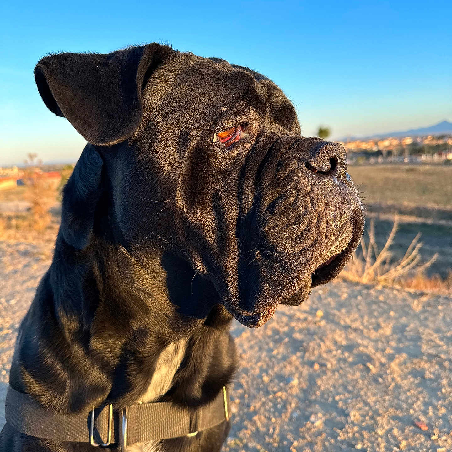 Mitio a rejoint le concours — aidez-le/la à gagner de superbes lots ! animal, black_dog, canine, collar, daylight, dog, ears, fur, golden_hour, landscape, muzzle, nature, outdoor, pet, portrait, quiet, side_view, sky, sunlight, watchful
