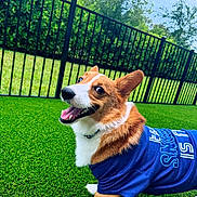Coby is registered to the contest to win money with this photo: animal, backyard, blue_shirt, canine, collar, corgi, daylight, dog, fence, fur, grass, grass_lawn, greenery, happy, nature, outdoor, pet, playful, smiling, tongue_out