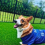 animal, backyard, blue_shirt, canine, collar, corgi, daylight, dog, fence, fur, grass, grass_lawn, greenery, happy, nature, outdoor, pet, playful, smiling, tongue_out