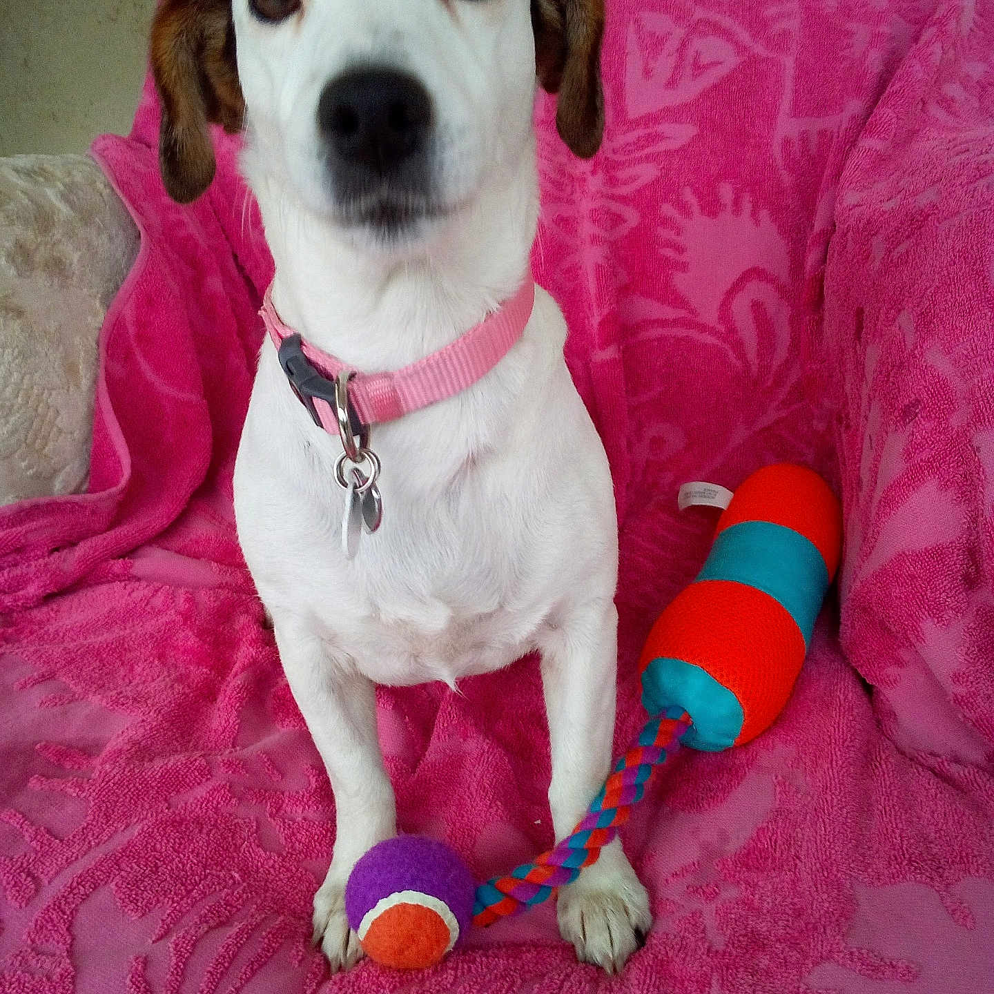 Hippie a rejoint le concours — aidez-le/la à gagner de superbes lots ! animal, blue_handle, brown_ears, canine, closeup, cute, dog, front_view, indoor, orange_ball, orange_handle, paw, pet, pink_blanket, pink_collar, playful, purple_ball, sitting, toy, white_dog