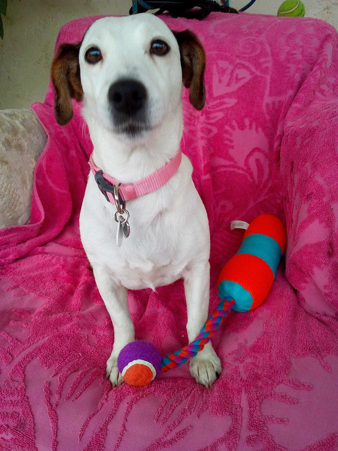 Hippie a rejoint le concours — aidez-le/la à gagner de superbes lots ! dog, pet, white_dog, brown_ears, pink_collar, toy, purple_ball, orange_ball, orange_handle, blue_handle, pink_blanket, indoor, sitting, animal, canine, playful, closeup, front_view, paw, cute
