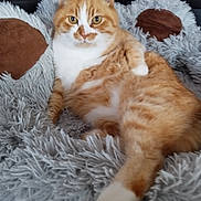 Spiki participe au concours pour gagner de l'argent avec cette photo : cat, orange_cat, white_fur, fluffy_blanket, relaxed, indoor, pet, feline, cozy, soft_texture, lying_down, comfortable, close_up, fur_pattern, paw, resting, animal, cute, domestic_cat, home