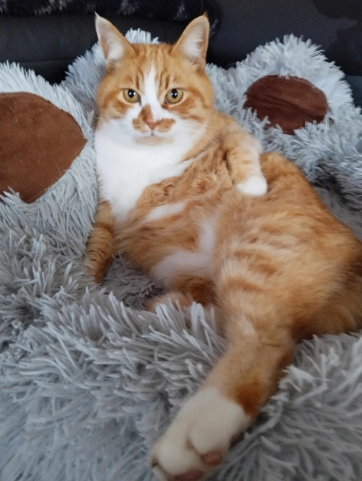 Spiki participe au concours pour gagner de l'argent avec cette photo : cat, orange_cat, white_fur, fluffy_blanket, relaxed, indoor, pet, feline, cozy, soft_texture, lying_down, comfortable, close_up, fur_pattern, paw, resting, animal, cute, domestic_cat, home