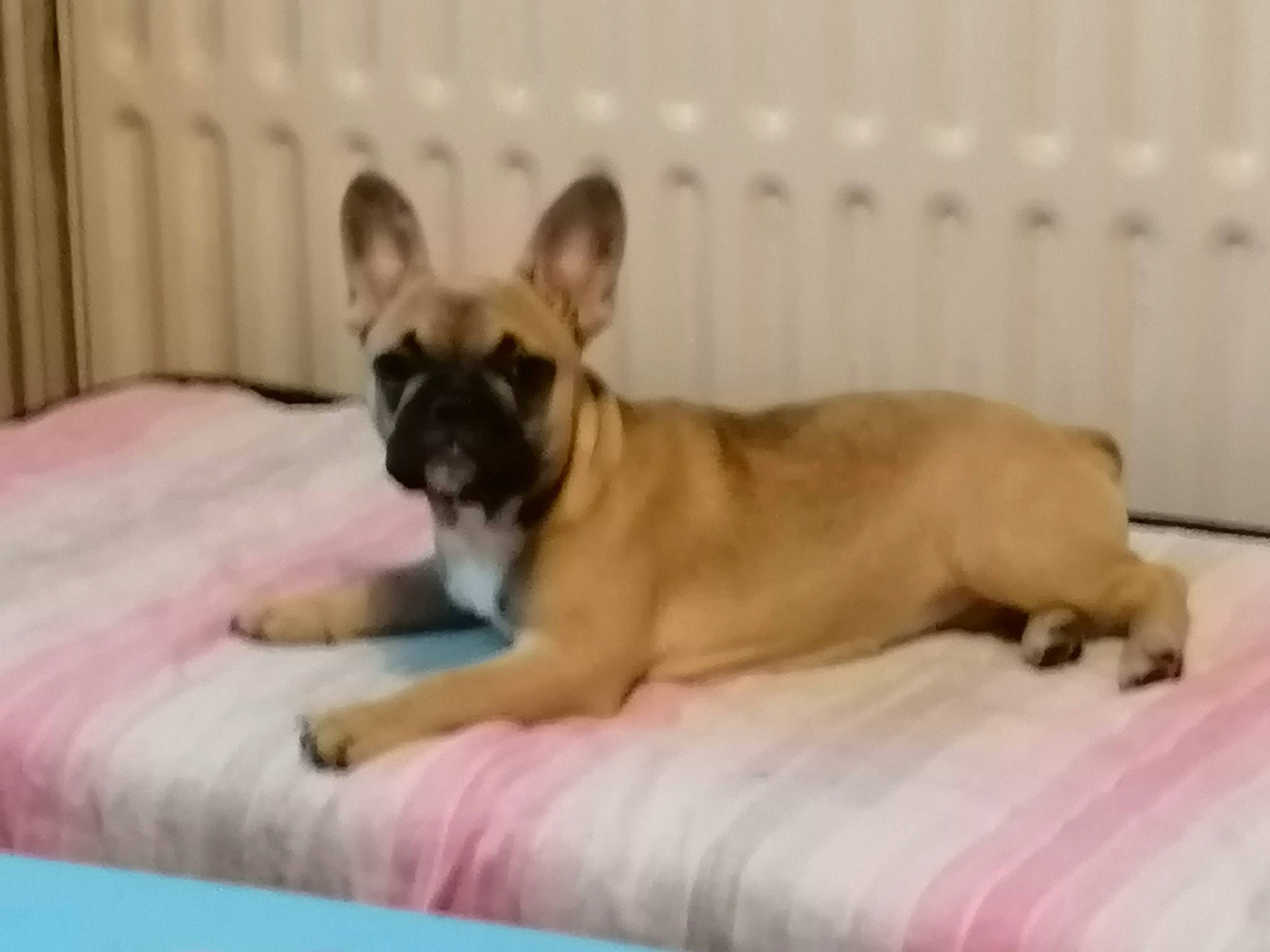 Myla a rejoint le concours — aidez-le/la à gagner de superbes lots ! bored, canidae, carnivore, comfort, companion_dog, dog, dog_breed, dog_supply, fawn, flooring, hardwood, paw, puppy, sporting_group, tail, terrestrial_animal, toy_dog, wood, working_animal, wrinkle