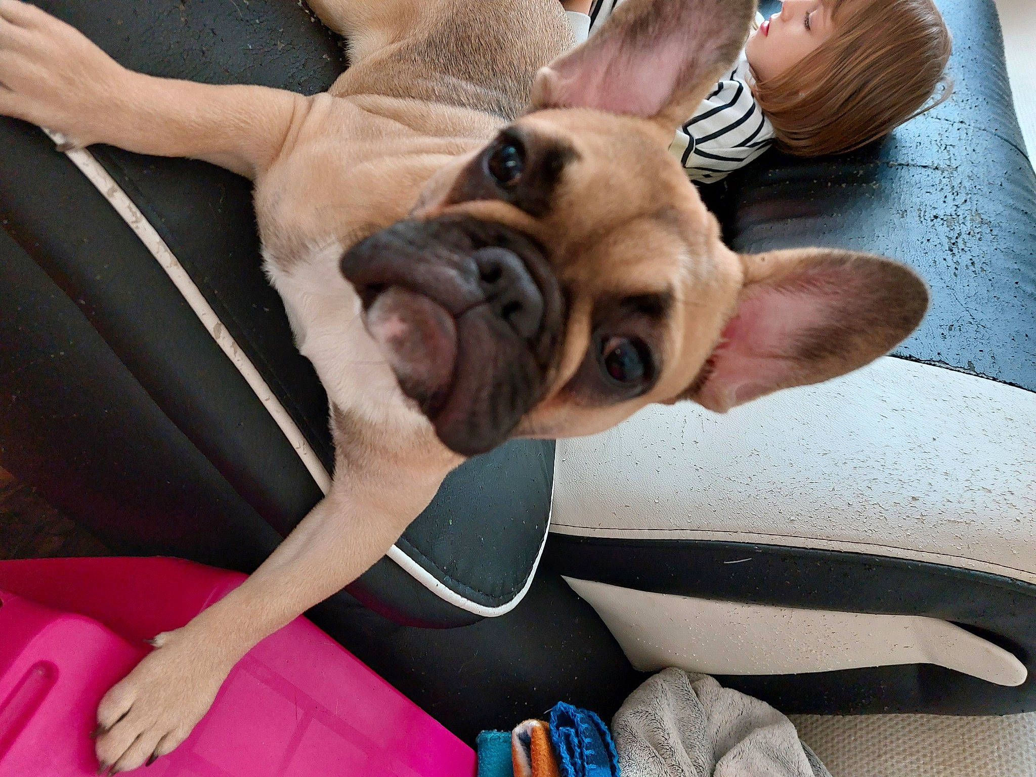 Myla a rejoint le concours — aidez-le/la à gagner de superbes lots ! bulldog, canidae, carnivore, comfort, companion_dog, dog, dog_breed, dog_supply, fawn, foot, french_bulldog, molosser, nail, nap, puppy_love, snout, sporting_group, toy_dog, working_animal, wrinkle