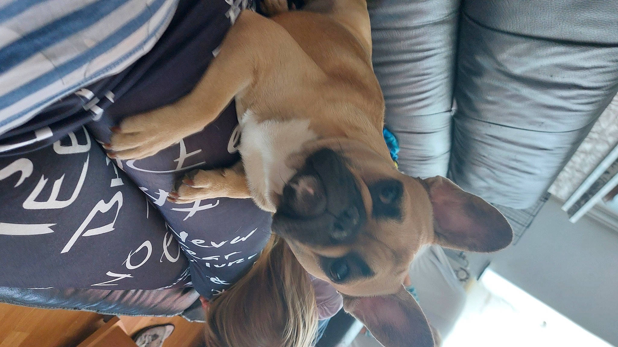 Myla a rejoint le concours — aidez-le/la à gagner de superbes lots ! canidae, carnivore, comfort, companion_dog, dog, dog_breed, ear, elbow, eyewear, fawn, fur, gesture, hat, human_leg, paw, sporting_group, sunglasses, thigh, toy_dog, wrist