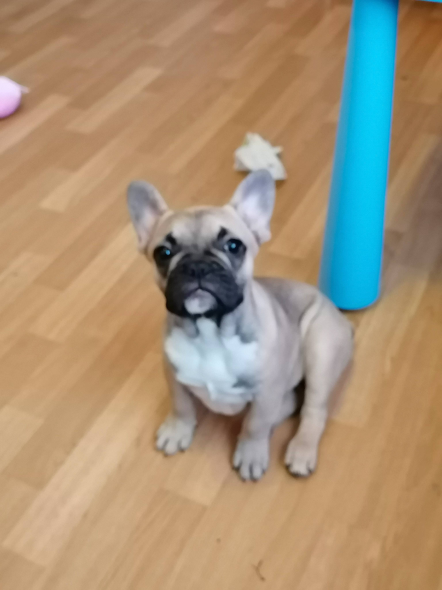 Myla a rejoint le concours — aidez-le/la à gagner de superbes lots ! carnivore, companion_dog, dog, dog_breed, dog_collar, dog_supply, fawn, flooring, hardwood, laminate_flooring, paw, pug, snout, tail, toy_dog, varnish, wood, wood_stain, working_animal, wrinkle