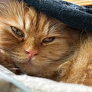 Milo is registered to the contest to win money with this photo: cat, orange_cat, fluffy, close_up, sleepy, fur, pet, animal, cozy, blanket, resting, indoors, cute, whiskers, face, nostrils, pink_nose, soft_light, warm_colors, relaxed