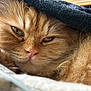 cat, orange_cat, fluffy, close_up, sleepy, fur, pet, animal, cozy, blanket, resting, indoors, cute, whiskers, face, nostrils, pink_nose, soft_light, warm_colors, relaxed