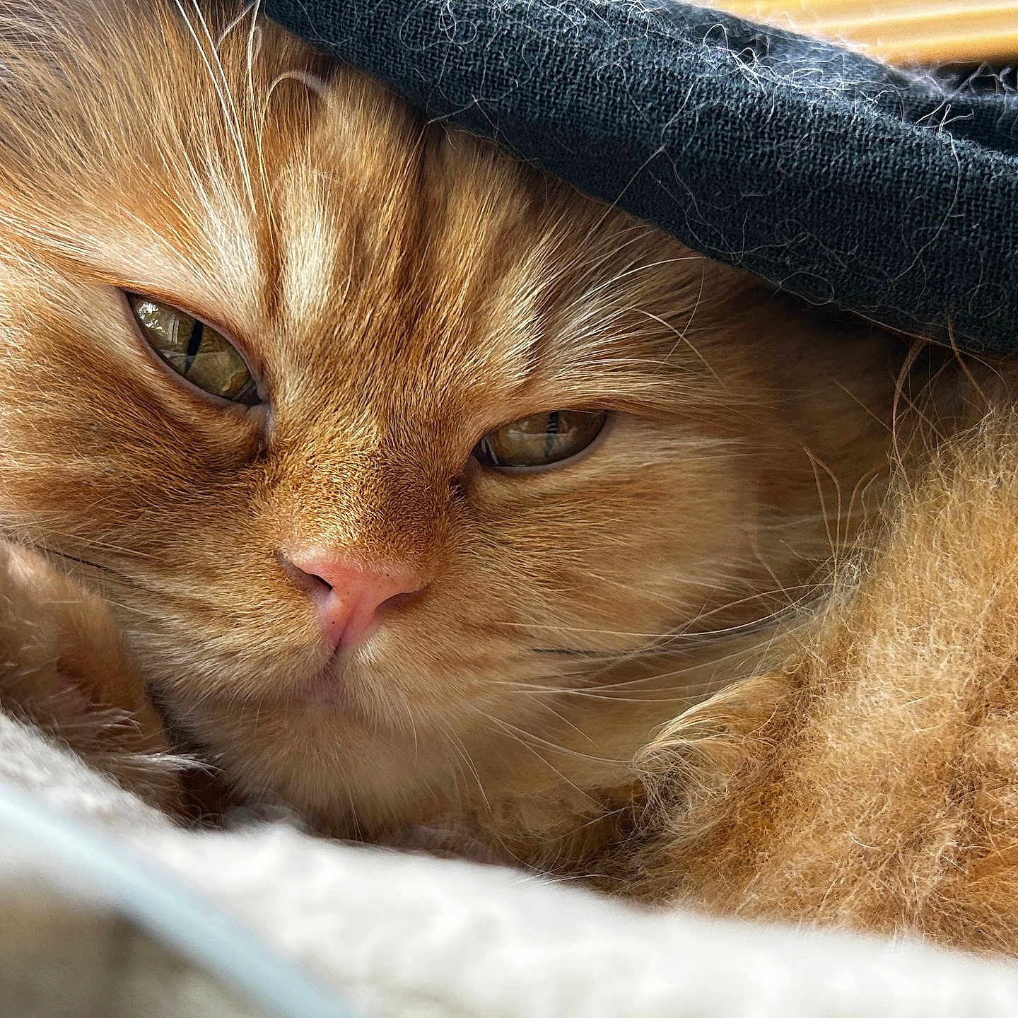 Milo is registered to the contest to win money with this photo: animal, blanket, cat, close_up, cozy, cute, face, fluffy, fur, indoors, nostrils, orange_cat, pet, pink_nose, relaxed, resting, sleepy, soft_light, warm_colors, whiskers
