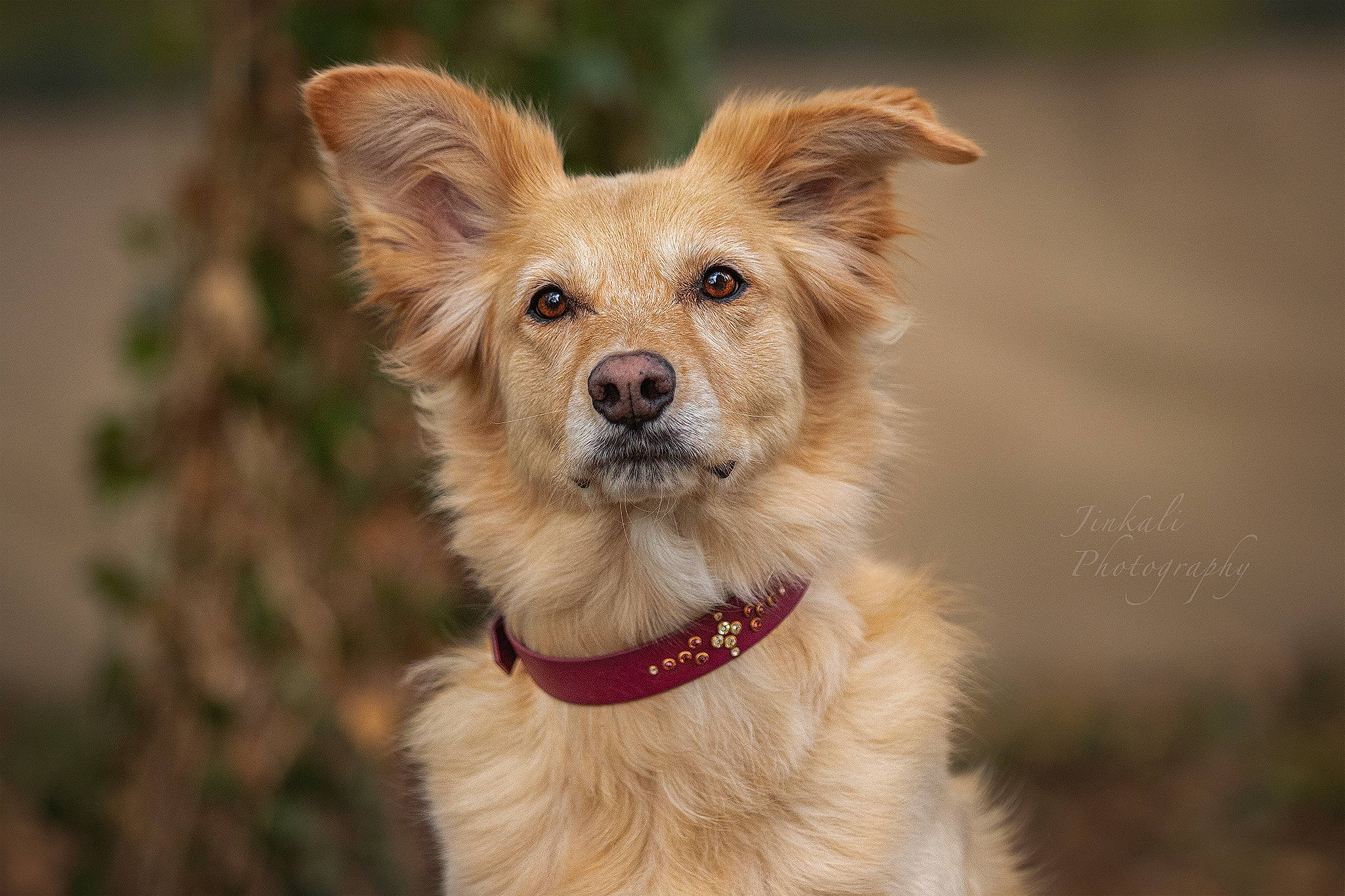 Leïka a rejoint le concours — aidez-le/la à gagner de superbes lots ! basque_shepherd_dog, canidae, carnivore, companion_dog, dog, dog_breed, fawn, mammal, puppy, rare_breed_dog, snout, sporting_group, vertebrate, whiskers