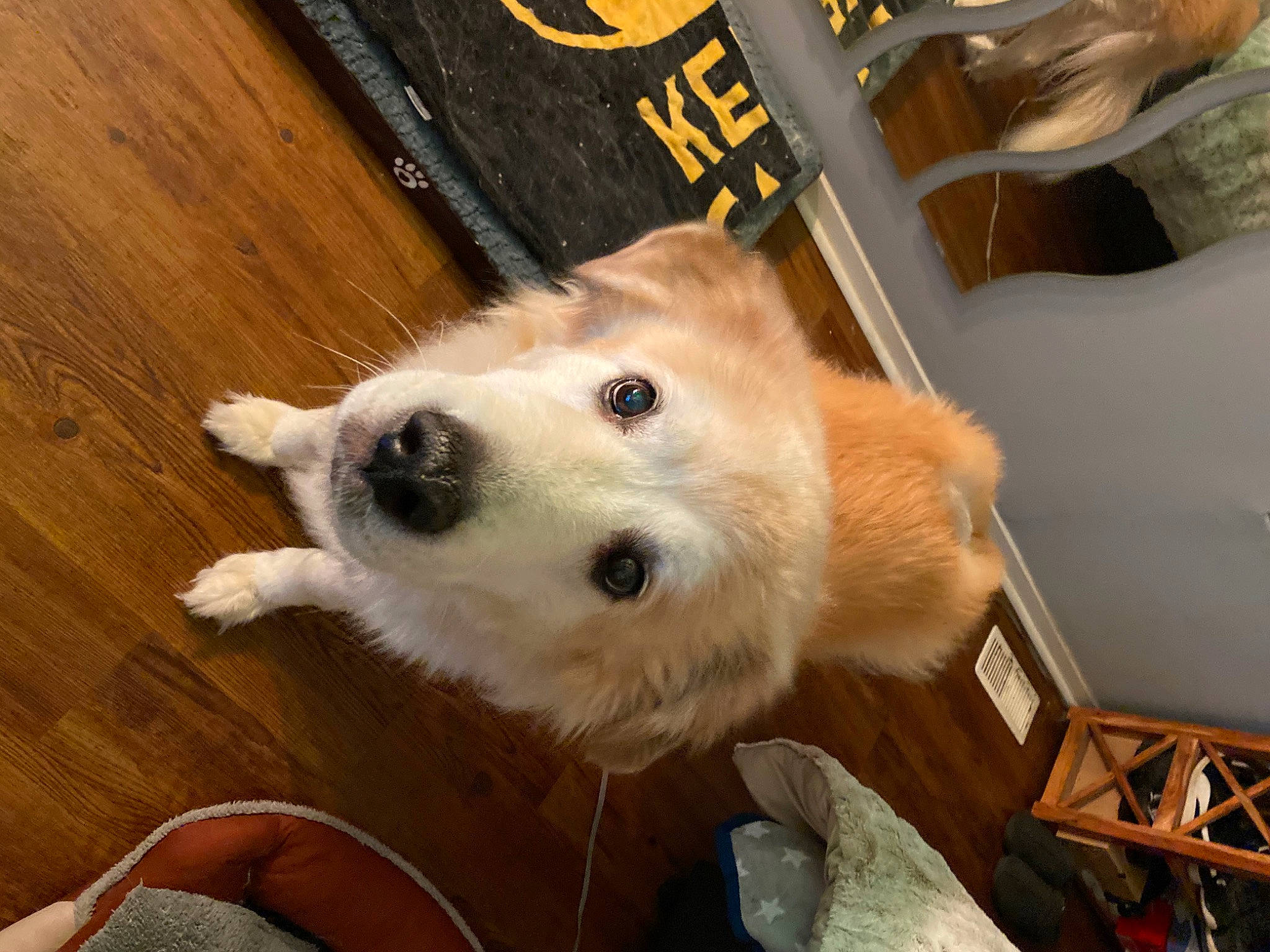 Summer joined the competition — help win amazing prizes! canidae, carnivore, collar, companion_dog, dog, dog_breed, fawn, flooring, fur, hardwood, pomeranian, snout, spitz, sporting_group, varnish, whiskers, wood, wood_flooring, wood_stain, working_animal