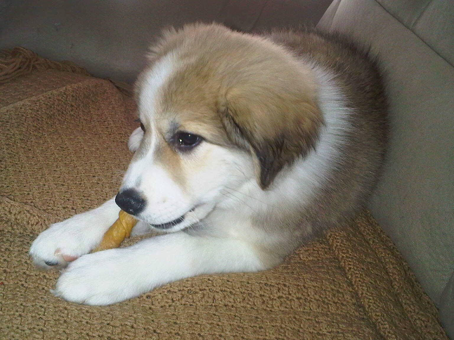 Summer joined the competition — help win amazing prizes! ball, bored, canidae, carnivore, companion_dog, dog, dog_breed, flooring, fur, paw, puppy, snout, sporting_group, terrestrial_animal, whiskers, working_dog