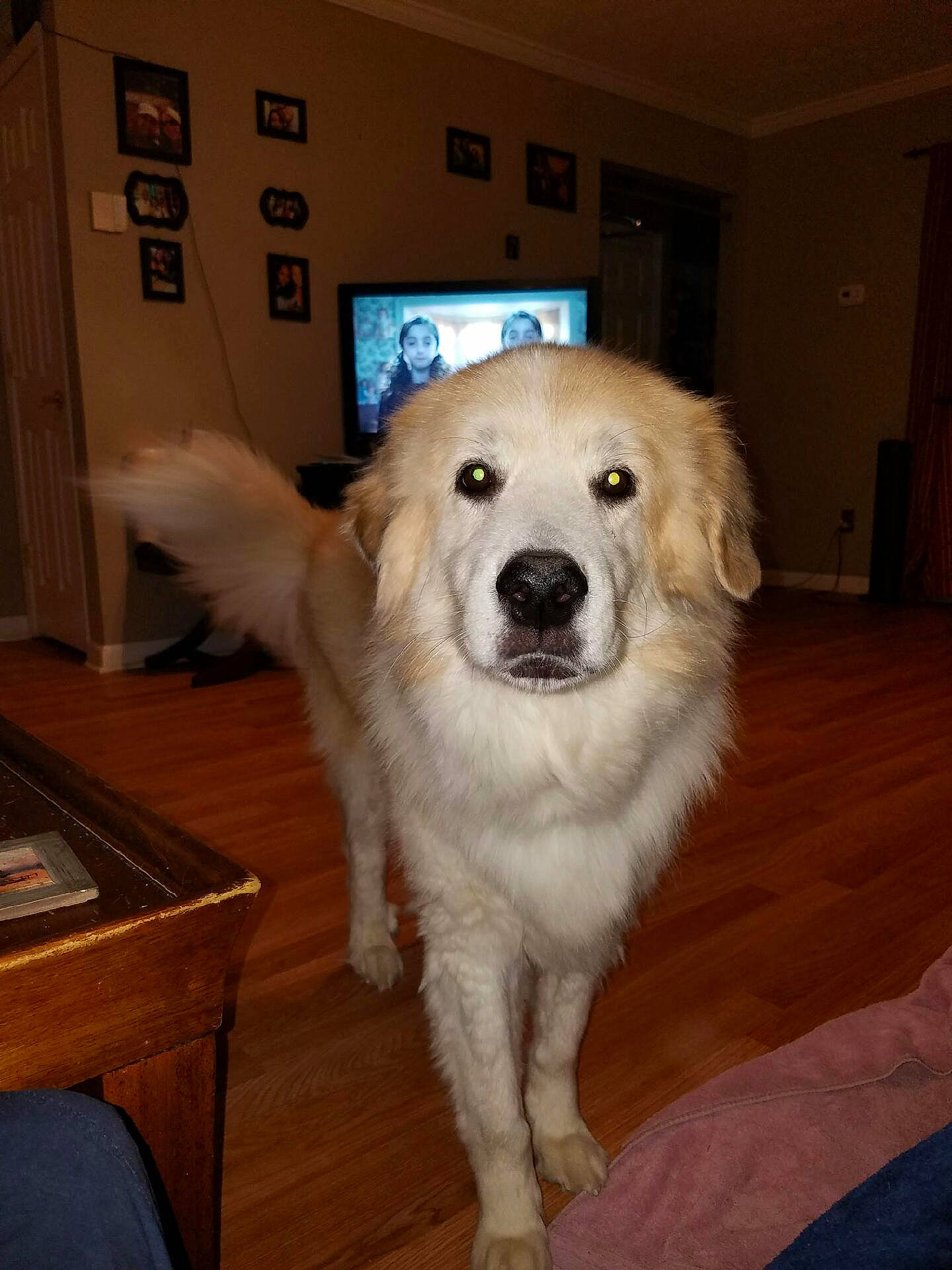 Summer joined the competition — help win amazing prizes! ball, canidae, carnivore, companion_dog, dog, dog_breed, door, fawn, flooring, fur, hardwood, livestock_guardian_dog, plant, shout, snout, sporting_group, tail, volpino_italiano, whiskers, wood