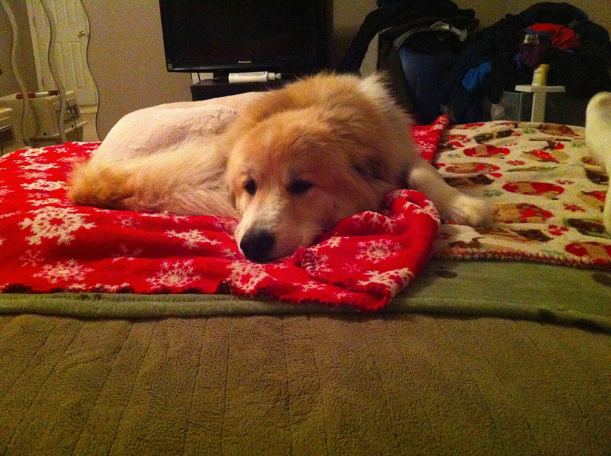 Summer joined the competition — help win amazing prizes! bed, bedding, bedroom, cabinetry, canidae, carnivore, comfort, companion_dog, dog, dog_breed, event, fawn, flooring, fur, hardwood, linens, living_room, pillow, room, wood