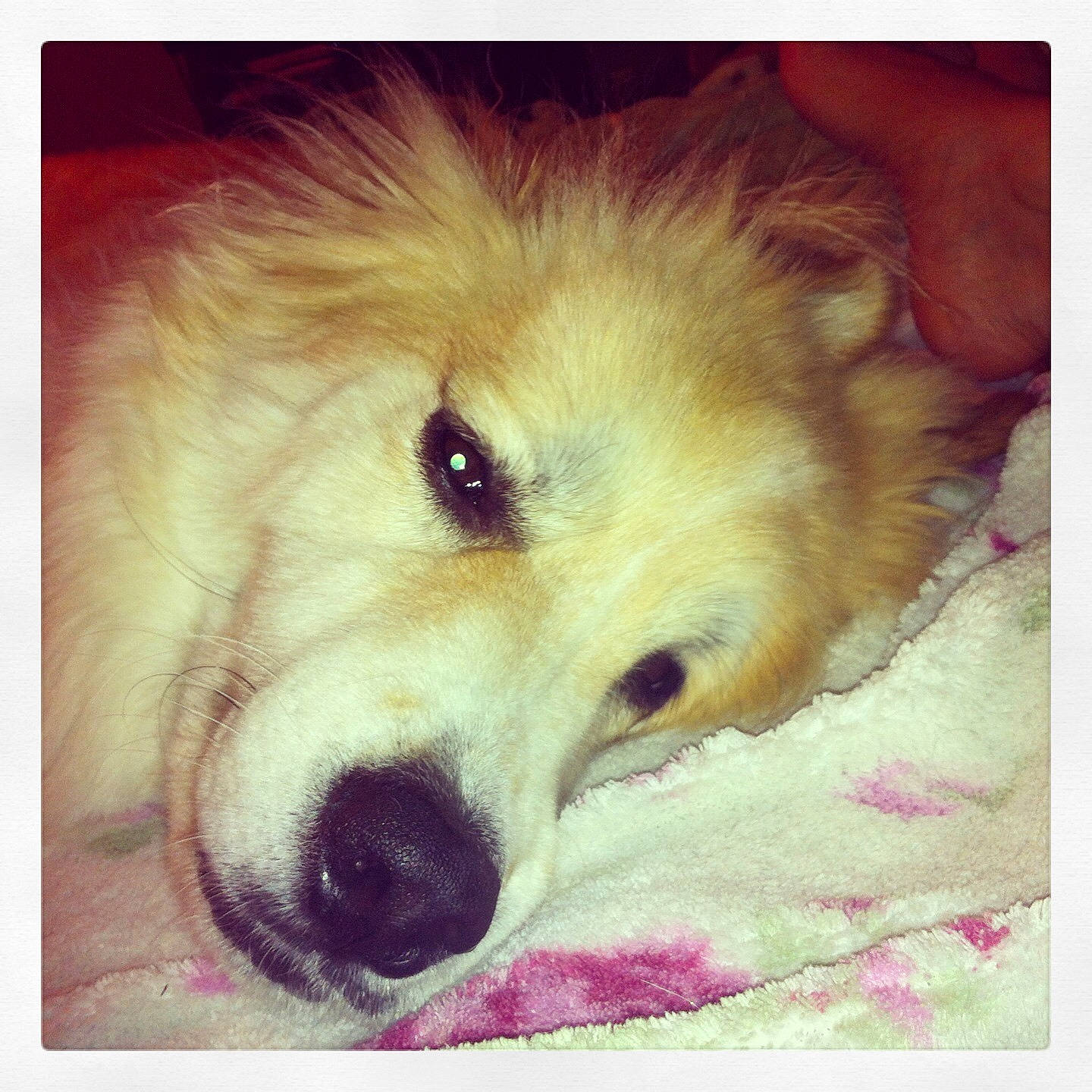 Summer is registered to the contest to win money with this photo: carnivore, cloud, companion_dog, dog, dog_breed, eye, fawn, fur, german_spitz, german_spitz_mittel, happy, paw, photo_caption, rectangle, retriever, sky, snout, square, whiskers, working_animal