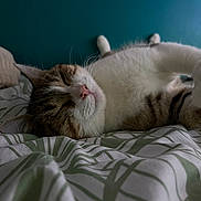 Kate a rejoint le concours — aidez-le/la à gagner de superbes lots ! abyssinian, animal, bed, bedroom, blanket, cat, couch, cushion, furniture, homedecor, indoors, kitten, linen, manx, person, pet, quilt, room, siamese, sleeping