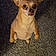 Bruiser Aka Booboo