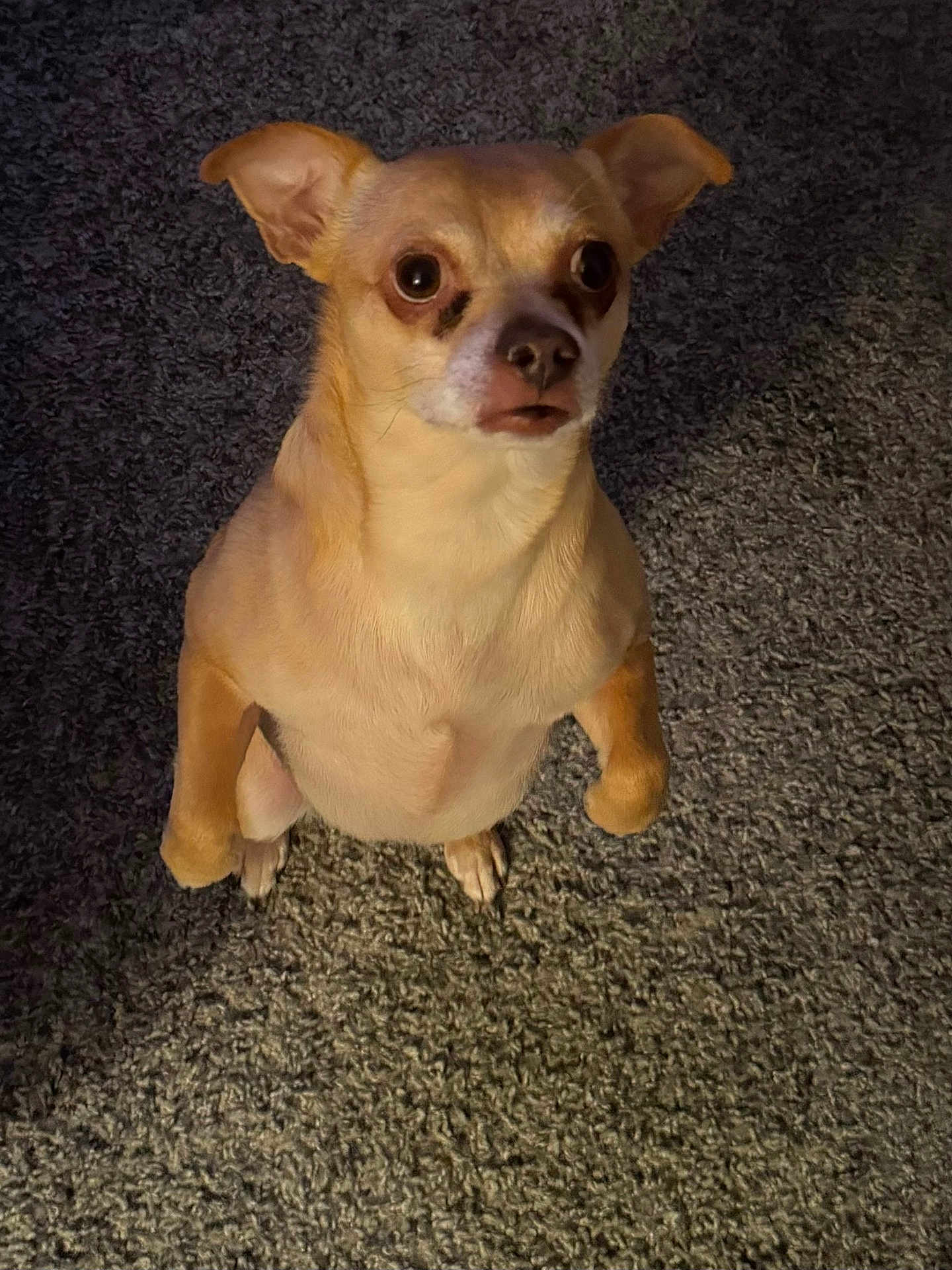 Bruiser Aka Booboo