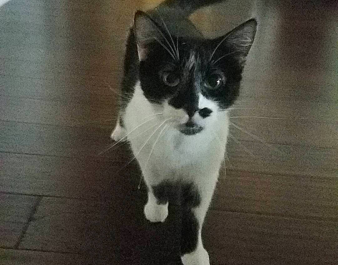 Zena joined the competition — help win amazing prizes! carnivore, cat, domestic_short_haired_cat, eye, felidae, flooring, fur, monochrome_photography, paw, small_to_medium_sized_cats, snout, tail, tile_flooring, whiskers