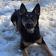 Mary Jaquay joined the competition — help win amazing prizes! dog, animal, pet, outdoor, snow, winter, fur, black, tan, canine, ears, alert, nature, playful, cold, ground, portrait, looking, mammal, laying