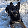 dog, animal, pet, outdoor, snow, winter, fur, black, tan, canine, ears, alert, nature, playful, cold, ground, portrait, looking, mammal, laying