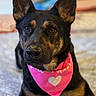 dog, german_shepherd_mix, bandana, pink_bandana, heart_symbol, pet, animal, lying_down, indoor, bed, soft_surface, ears, brown_eyes, fur, portrait, close_up, cute, attentive, companion, domestic_animal