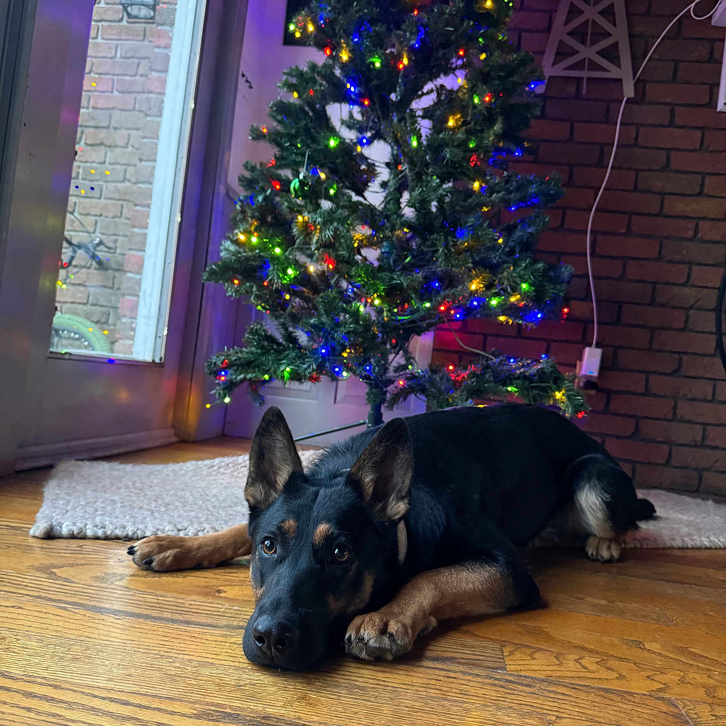 Skye is registered to the contest to win money with this photo: animal, architecture, building, canine, christmas, christmasdecorations, christmastree, dog, festival, fir, furniture, hardwood, hound, indoors, livingroom, pet, plant, sphere, tree, wood