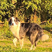 Paco a rejoint le concours — aidez-le/la à gagner de superbes lots ! dog, outdoor, grass, greenery, sunlight, animal, pet, fur, nature, canine, alert, garden, daytime, mammal, standing, shadow, tail, ears, eyes, walking