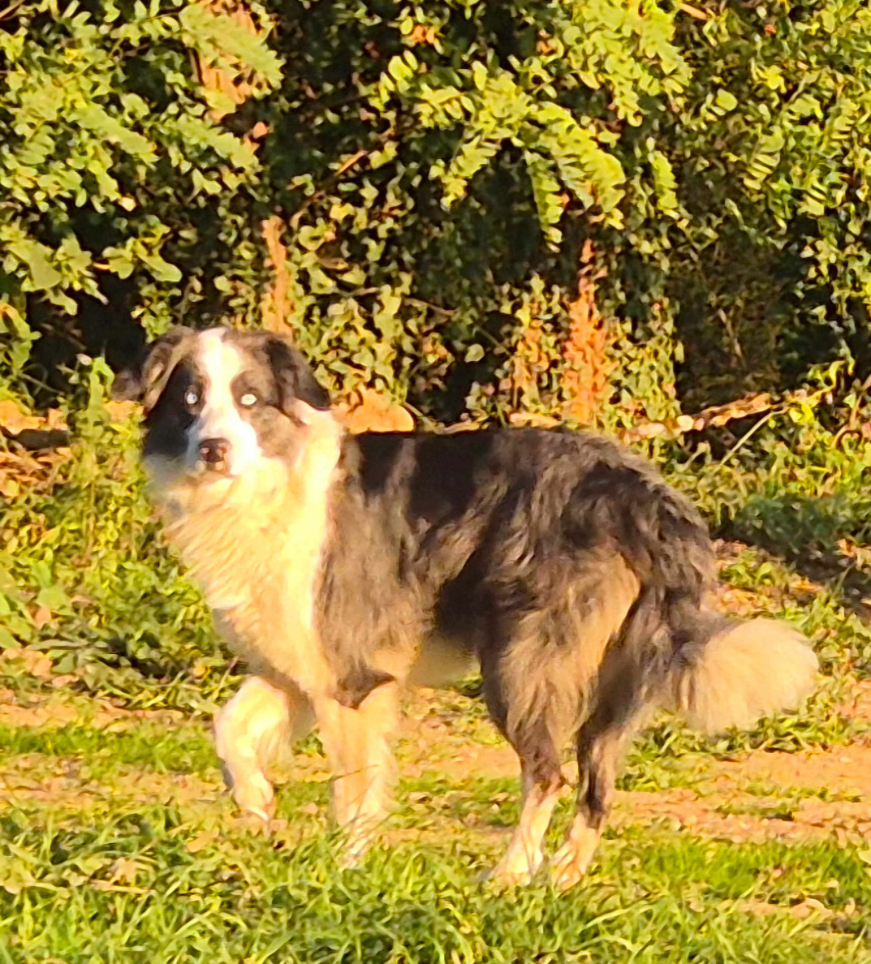 Paco a rejoint le concours — aidez-le/la à gagner de superbes lots ! dog, outdoor, grass, greenery, sunlight, animal, pet, fur, nature, canine, alert, garden, daytime, mammal, standing, shadow, tail, ears, eyes, walking