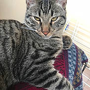 Pépère a rejoint le concours — aidez-le/la à gagner de superbes lots ! american_shorthair, asian, california_spangled, cat, cat_like_mammal, domestic_short_haired_cat, dragon_li, european_shorthair, fauna, fur, kitten, mammal, ocicat, organ, pixie_bob, small_to_medium_sized_cats, snout, tabby_cat, toyger, whiskers