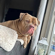 Scoopy joined the competition — help win amazing prizes! dog, pet, indoor, couch, window, blanket, relaxed, brown_dog, canine, portrait, domestic_animal, fur, snout, ears, resting, cozy, home, sitting, looking_out, natural_light