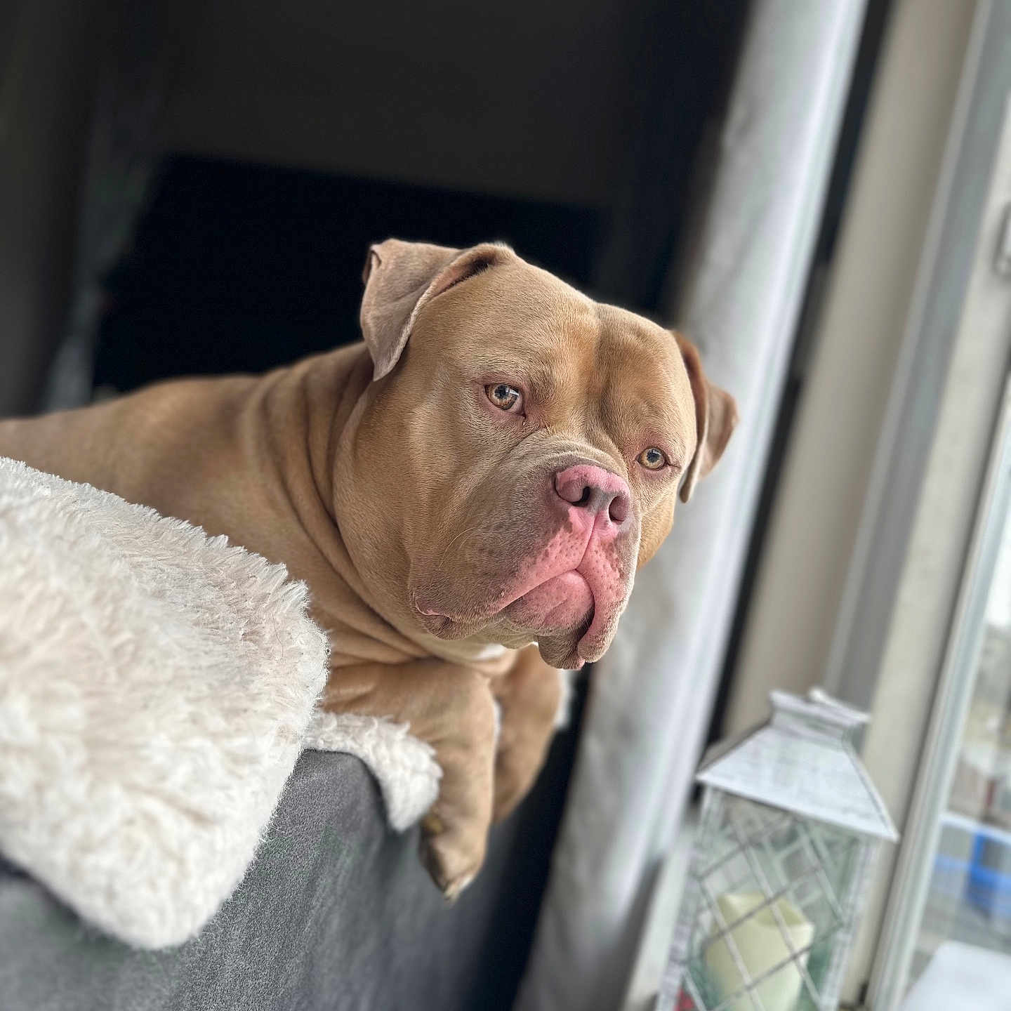 Scoopy joined the competition — help win amazing prizes! blanket, brown_dog, canine, couch, cozy, dog, domestic_animal, ears, fur, home, indoor, looking_out, natural_light, pet, portrait, relaxed, resting, sitting, snout, window
