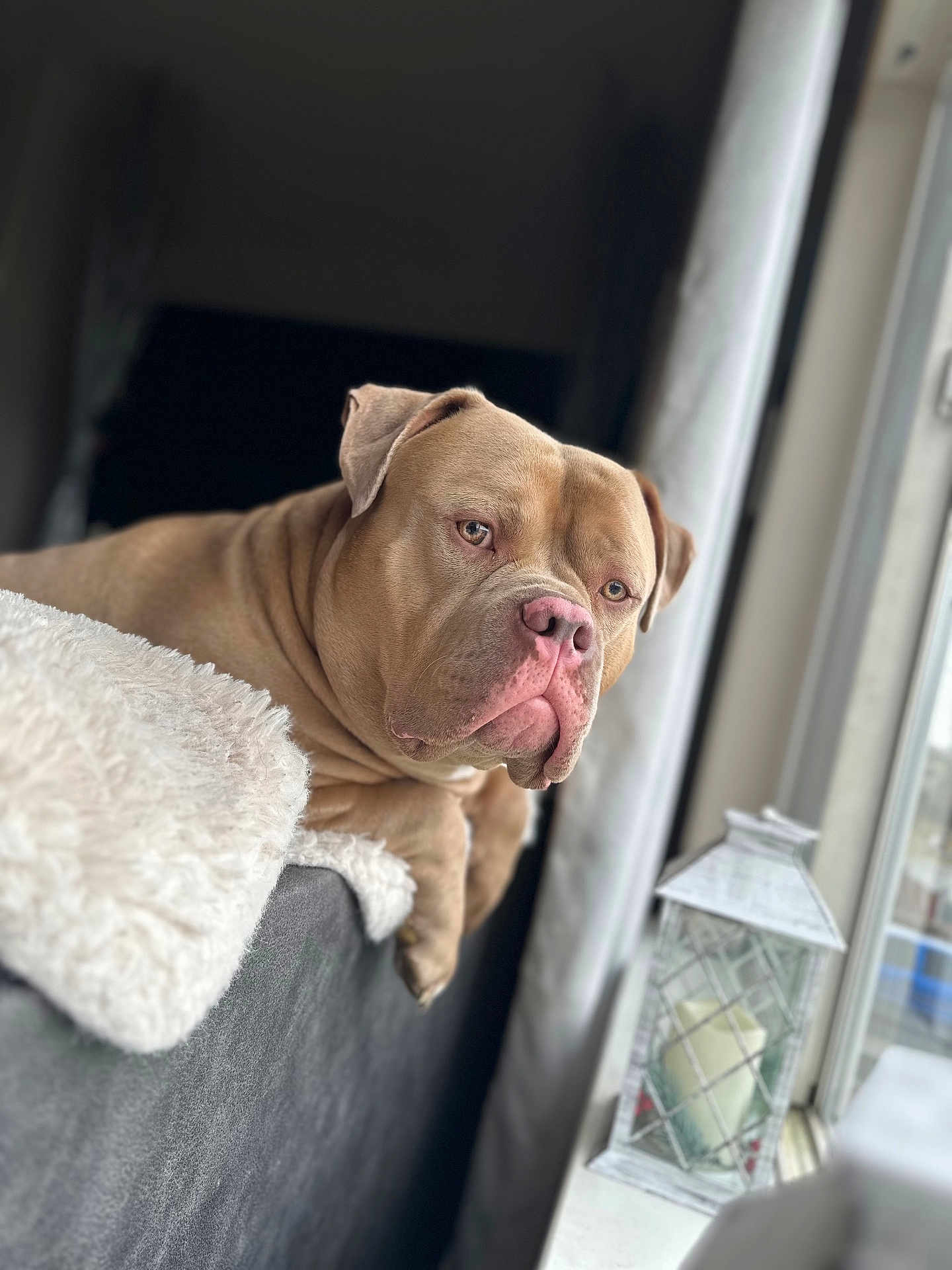 Scoopy joined the competition — help win amazing prizes! dog, pet, indoor, couch, window, blanket, relaxed, brown_dog, canine, portrait, domestic_animal, fur, snout, ears, resting, cozy, home, sitting, looking_out, natural_light