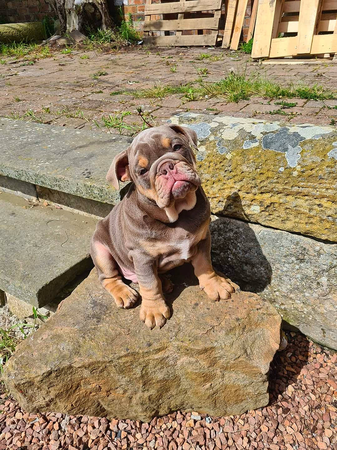 Winston is registered to the contest to win money with this photo: bedrock, bulldog, canidae, carnivore, companion_dog, dog, dog_breed, fawn, fur, grass, plant, road_surface, rock, snout, soil, sporting_group, terrestrial_animal, window, working_animal, wrinkle