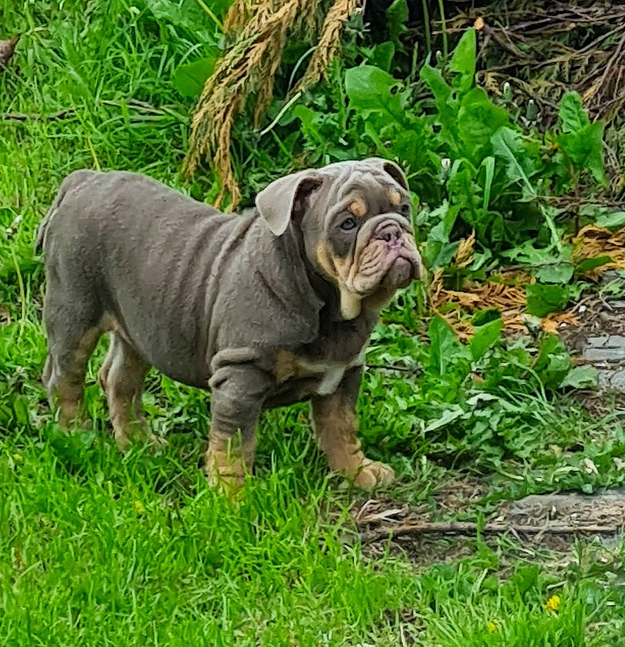 Winston is registered to the contest to win money with this photo: bulldog, canidae, carnivore, companion_dog, dog, dog_breed, fawn, grass, groundcover, molosser, non_sporting_group, plant, snout, sporting_group, terrestrial_animal, toy_dog, wildlife, working_animal, working_dog, wrinkle