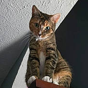 Helena joined the competition — help win amazing prizes! cat, tabby_cat, pet, animal, indoor, wooden_cabinet, furniture, curious, looking_down, whiskers, ears, paws, claws, domestic_cat, fur, mammal, household, texture, ceiling, shadow