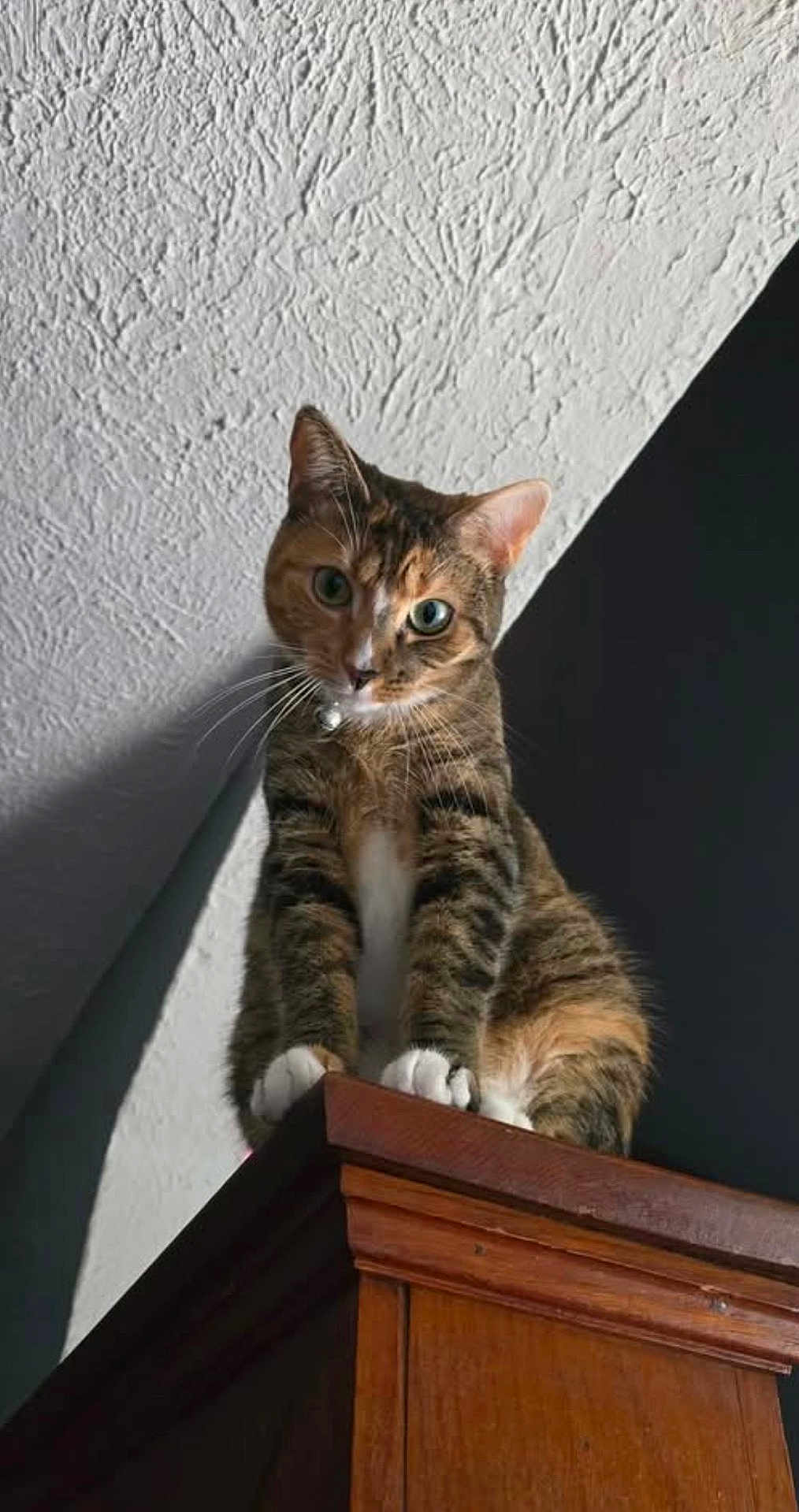 Helena joined the competition — help win amazing prizes! cat, tabby_cat, pet, animal, indoor, wooden_cabinet, furniture, curious, looking_down, whiskers, ears, paws, claws, domestic_cat, fur, mammal, household, texture, ceiling, shadow